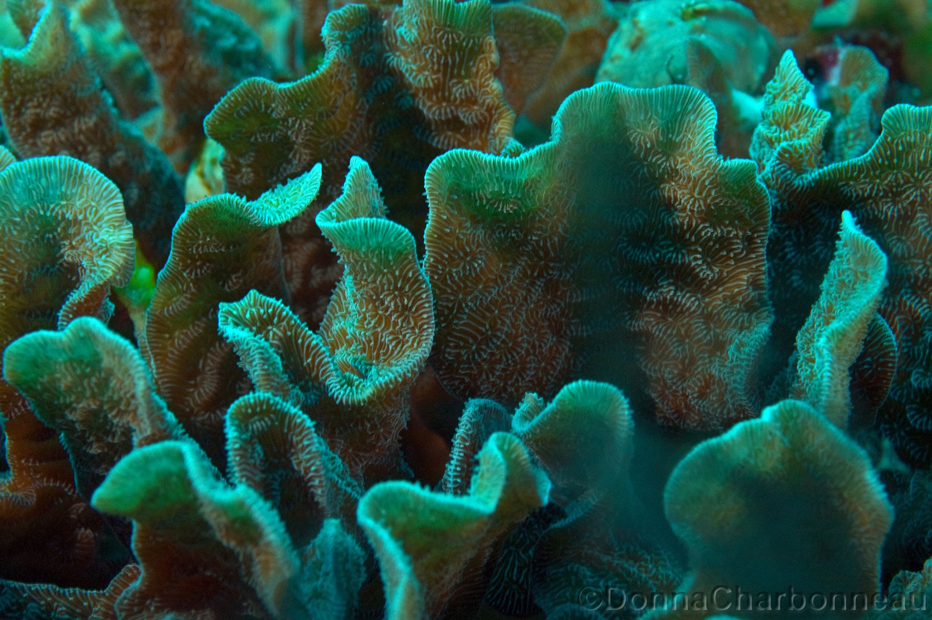 Hard Corals