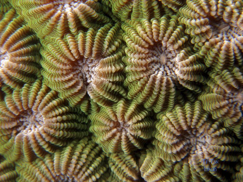 hard_coral_1