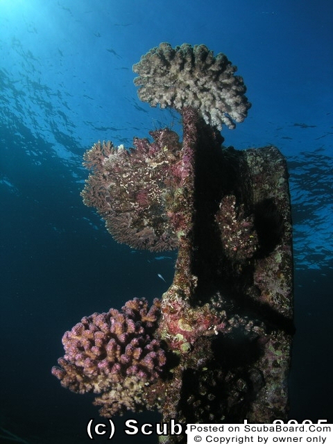 Hard_coral_on_Wreck