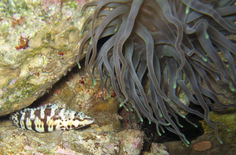 Harlequin Bass andGiant Anemone