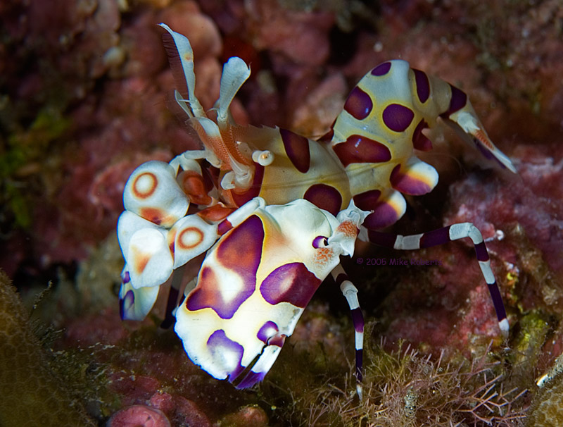 Harlequin Beauty