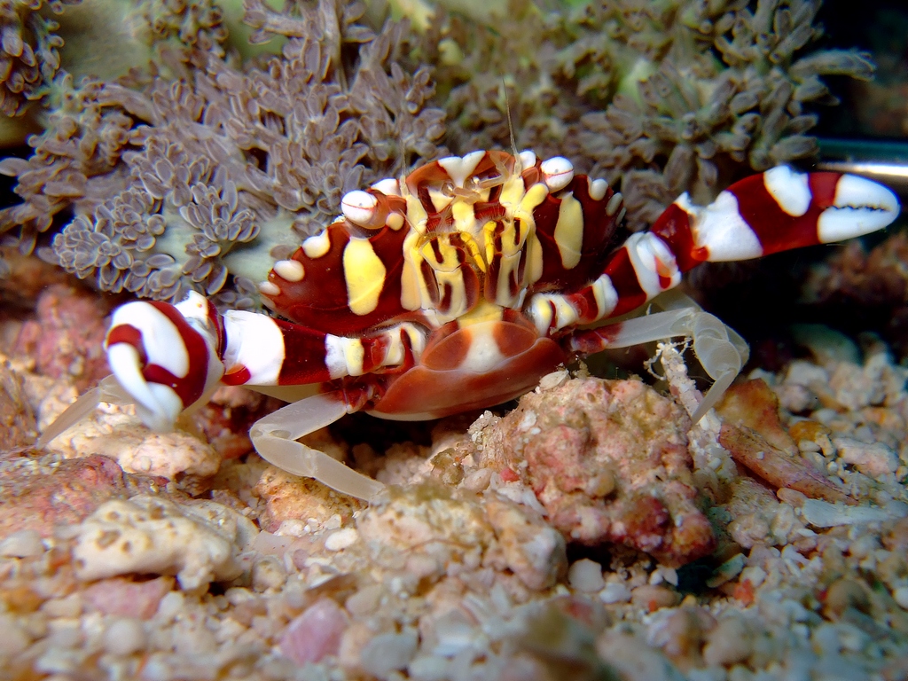 harlequin crab