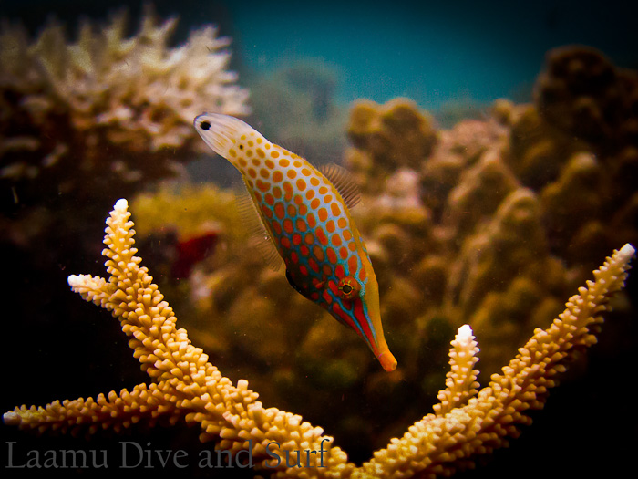 Harlequin Filefish