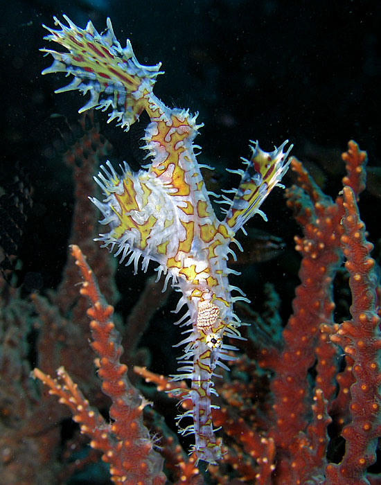 Harlequin Ghost Pipefish