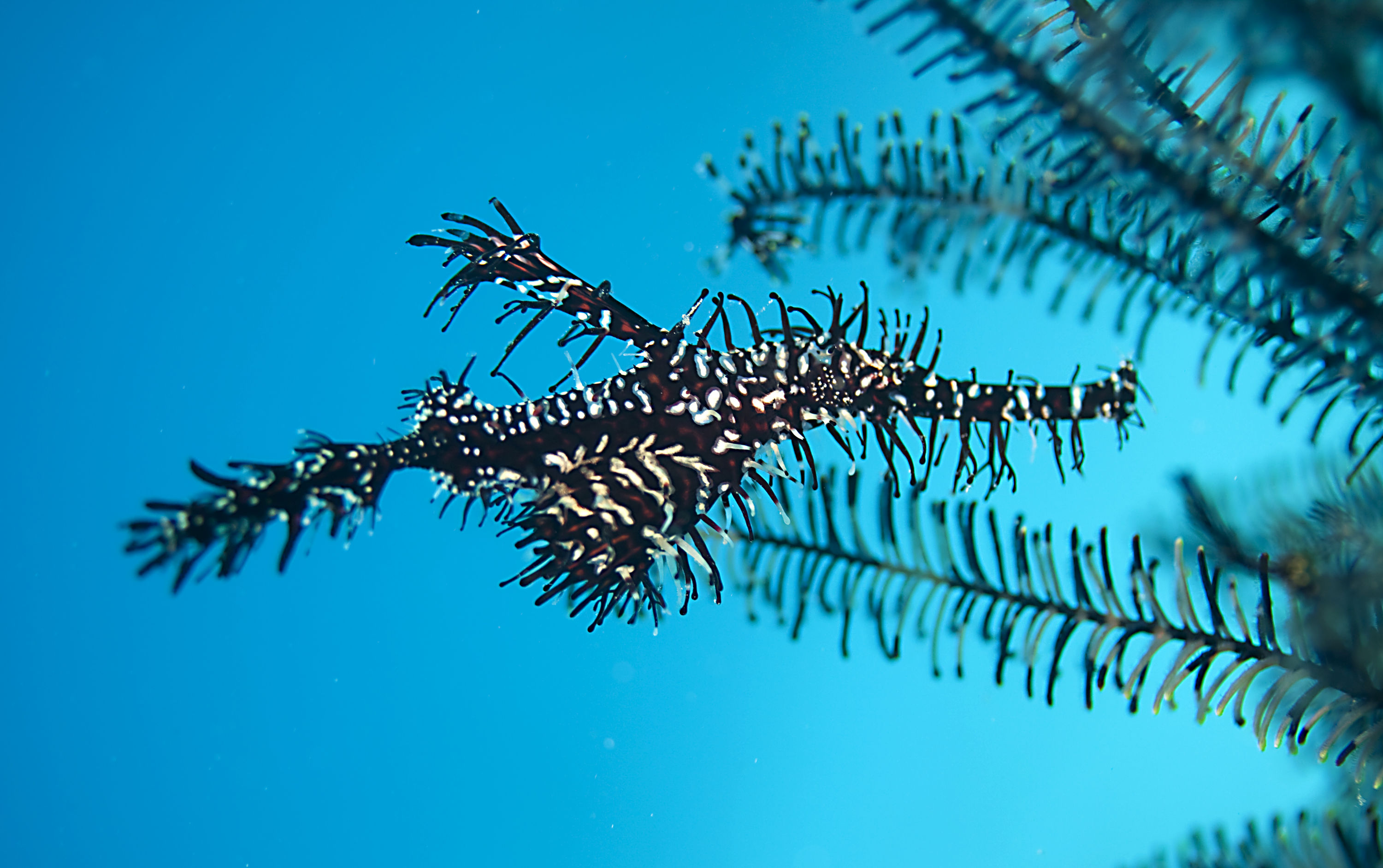 Harlequin Pipefish