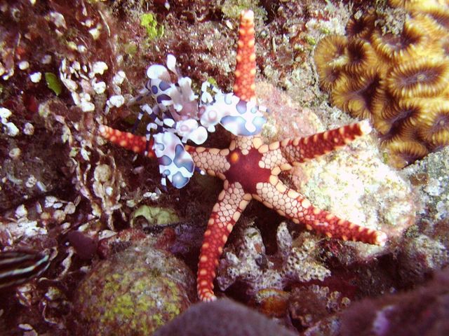 Harlequin Shrimp and Tiny Starfish