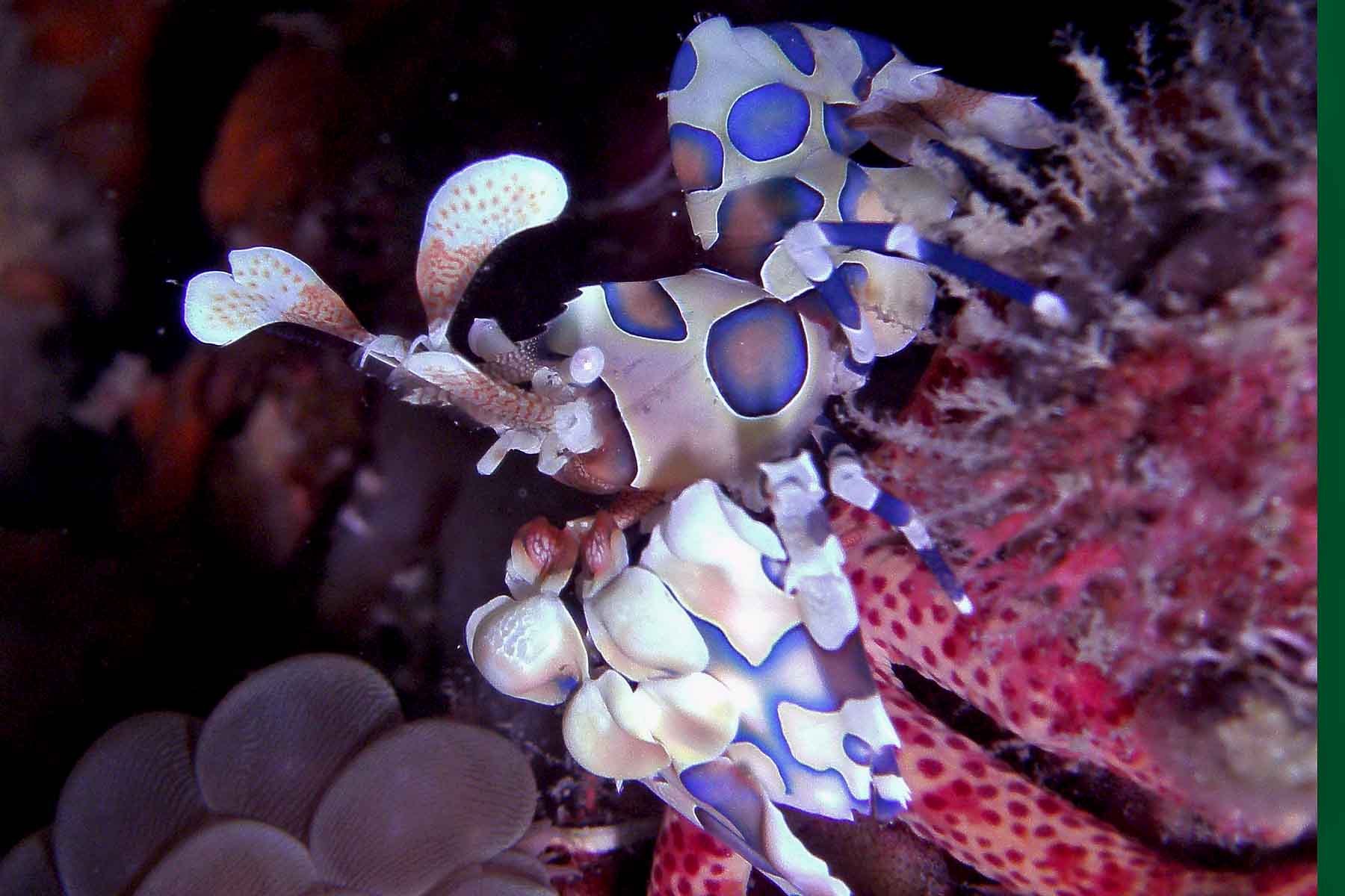 Harlequin Shrimp at Sail Rock