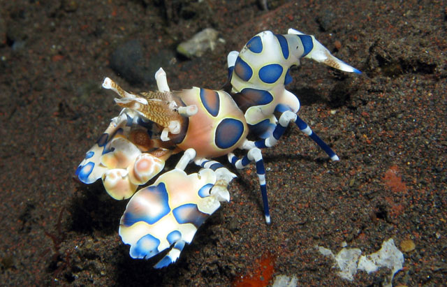 Harlequin Shrimp (Hymenocera elegans)