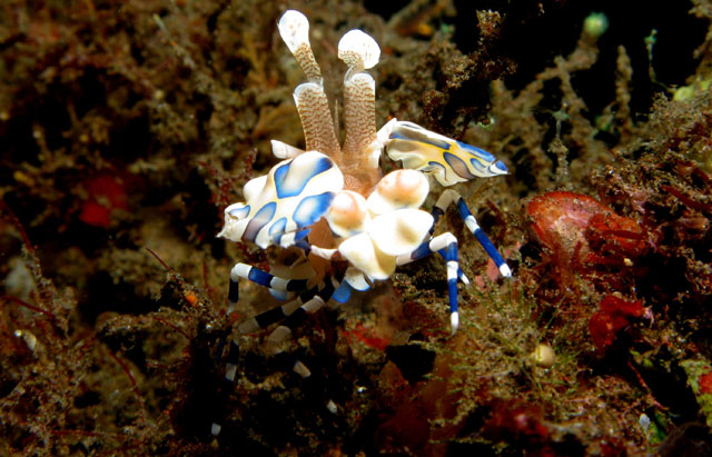 Harlequin Shrimp (Hymenocera_elegans)