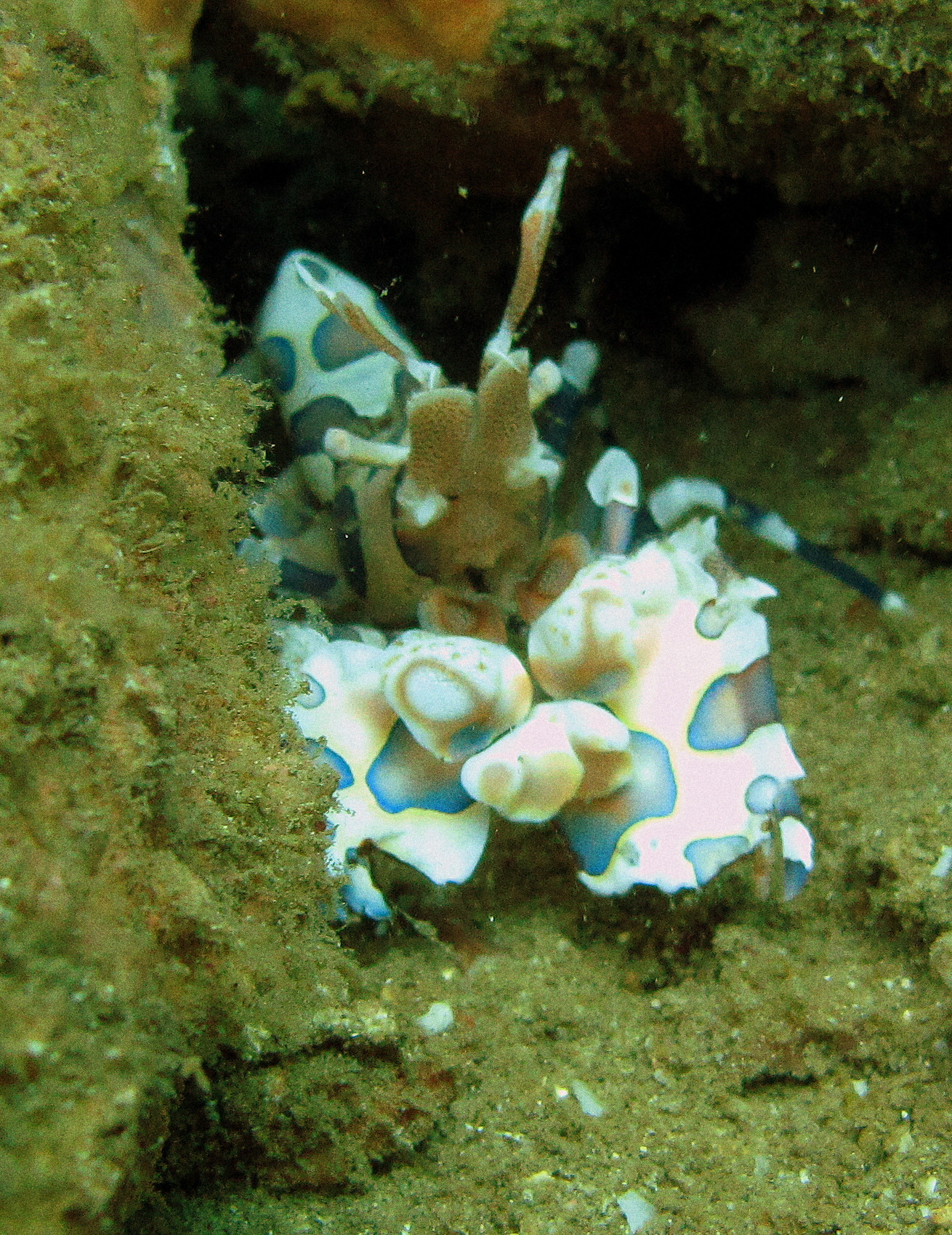 Harlequin shrimp Lembeh