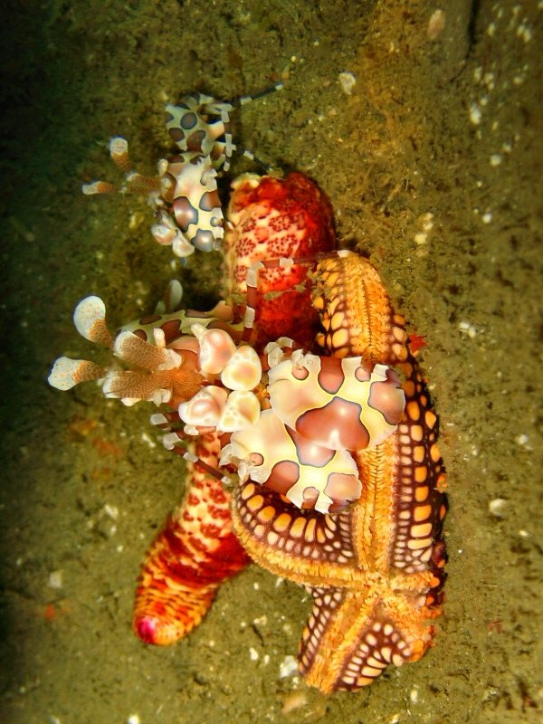 Harlequin shrimp (two of them)