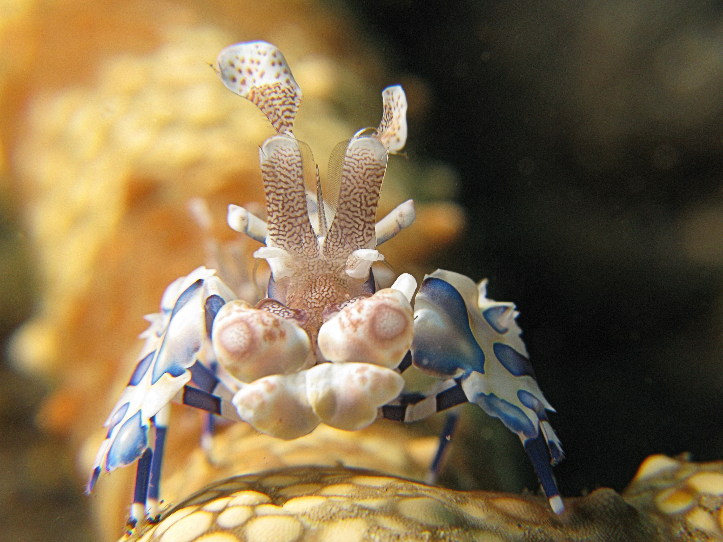 Harlequin Shrimp