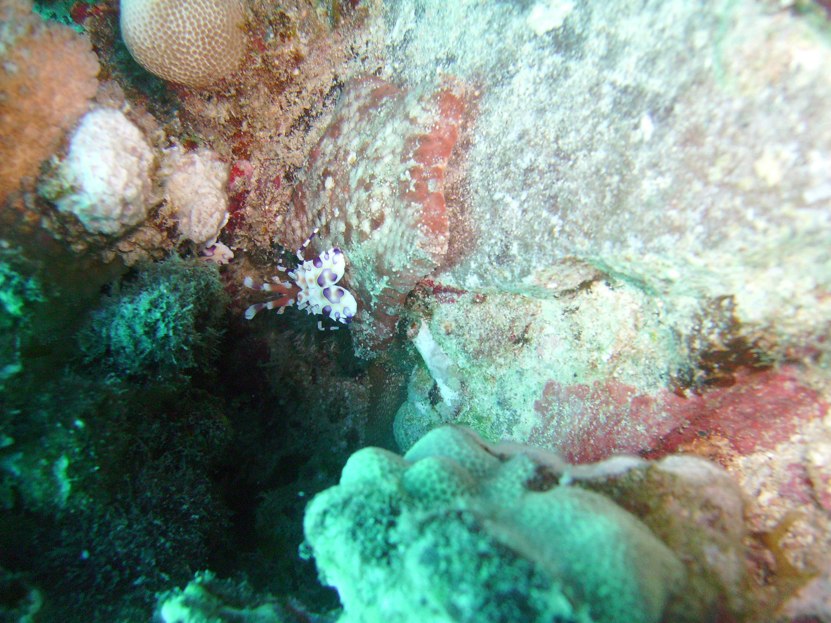 Harlequin Shrimp