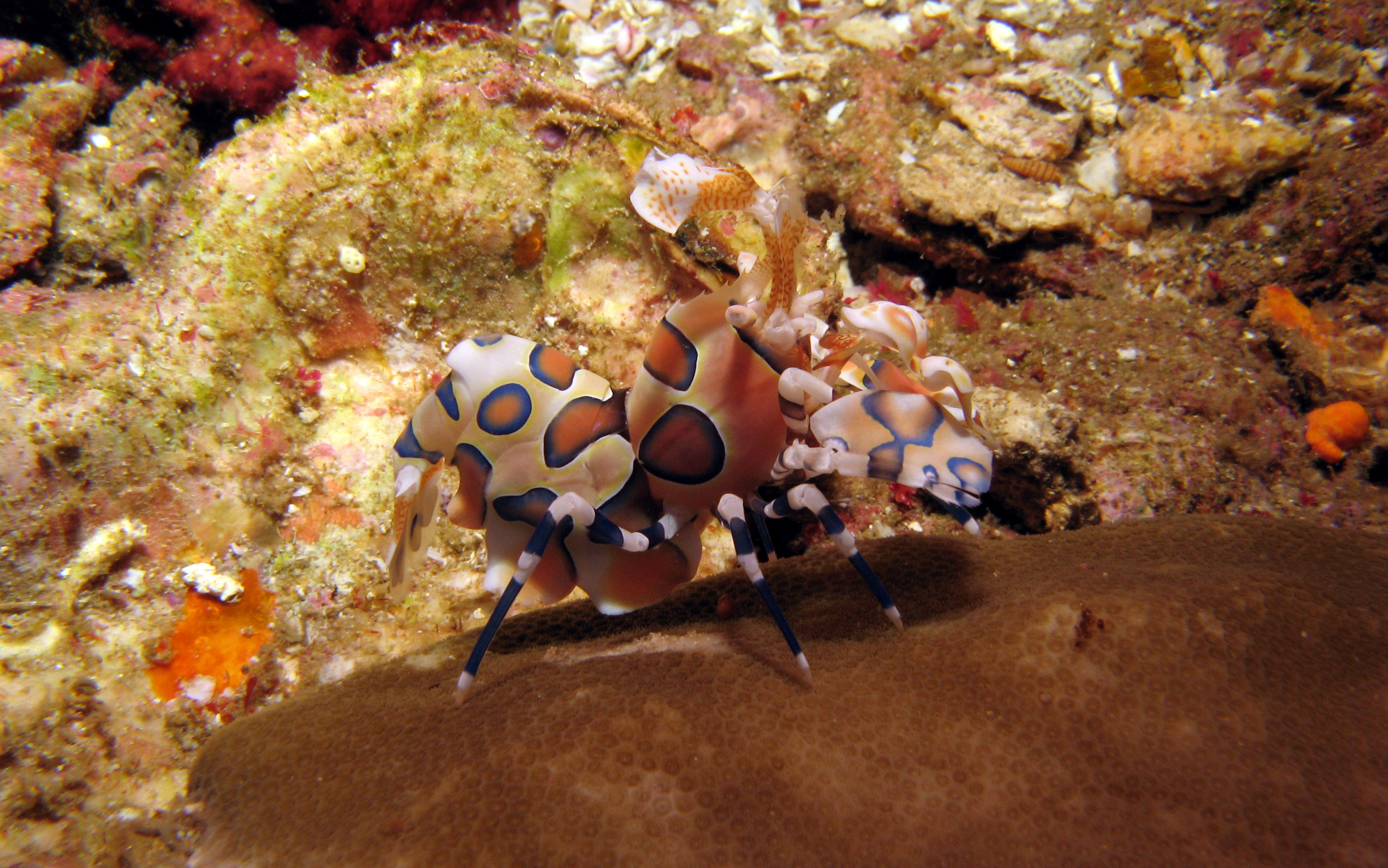 Harlequin Shrimp