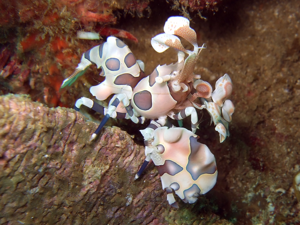 harlequin shrimp