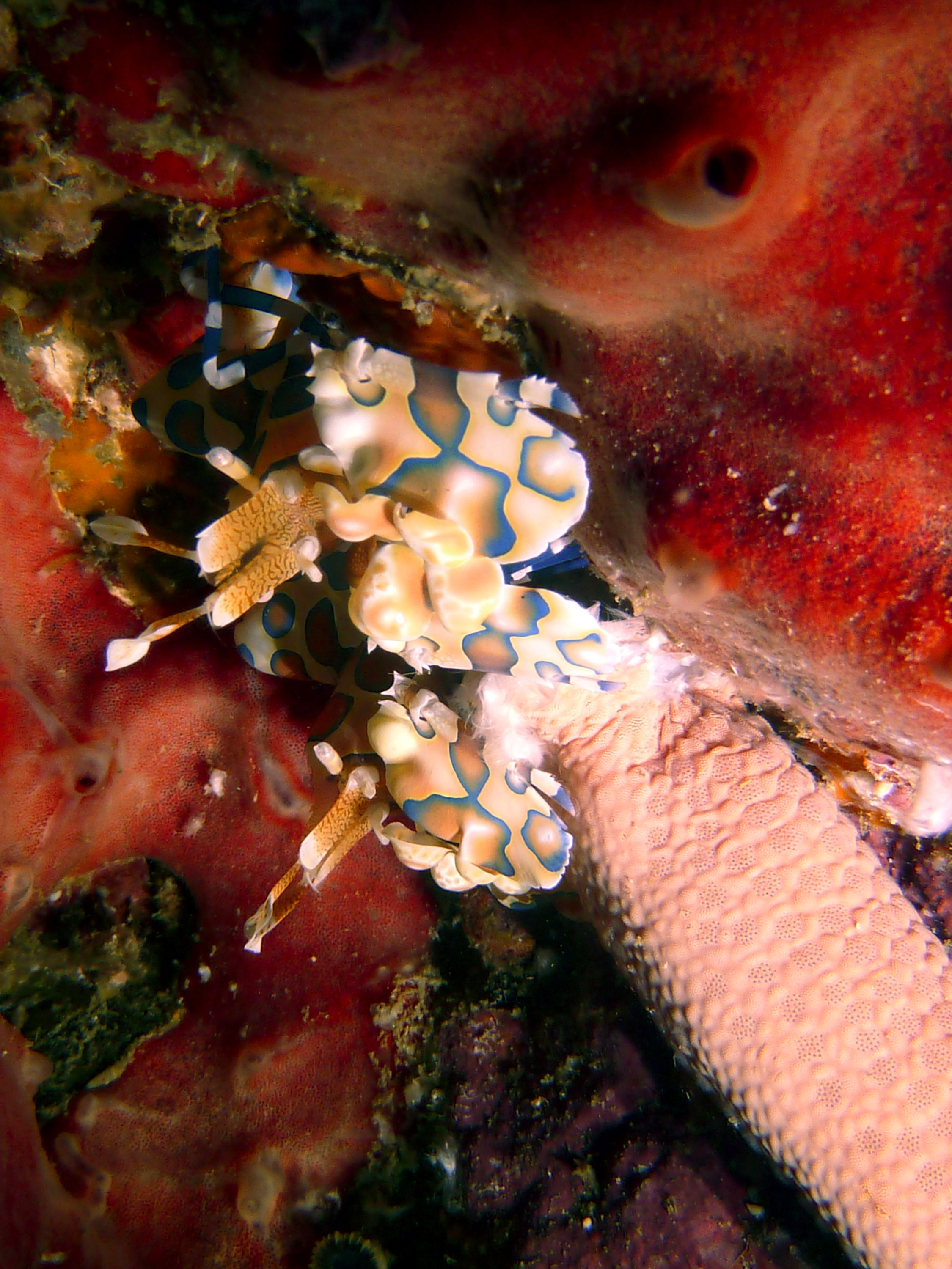 Harlequin Shrimp