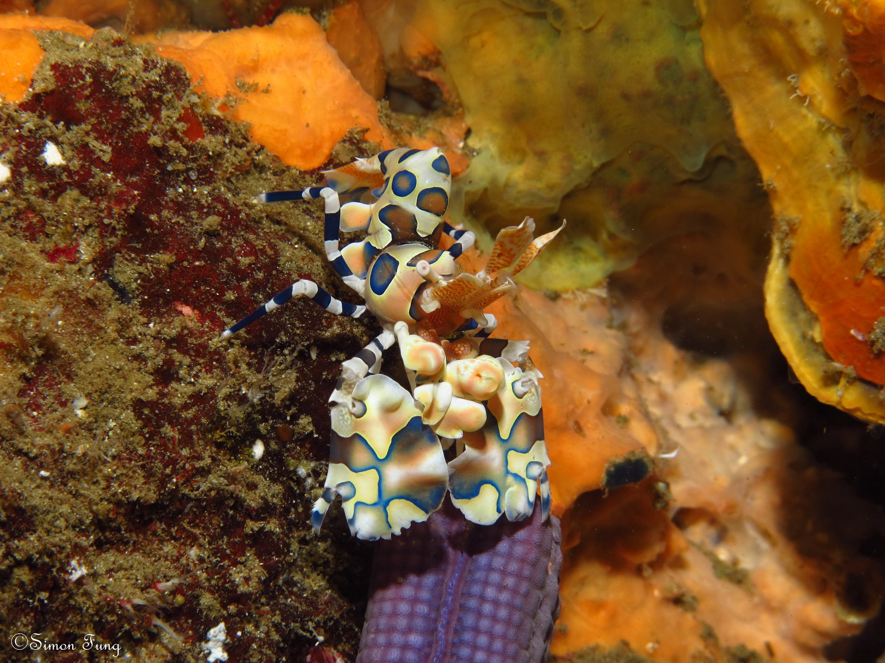 harlequin shrimp