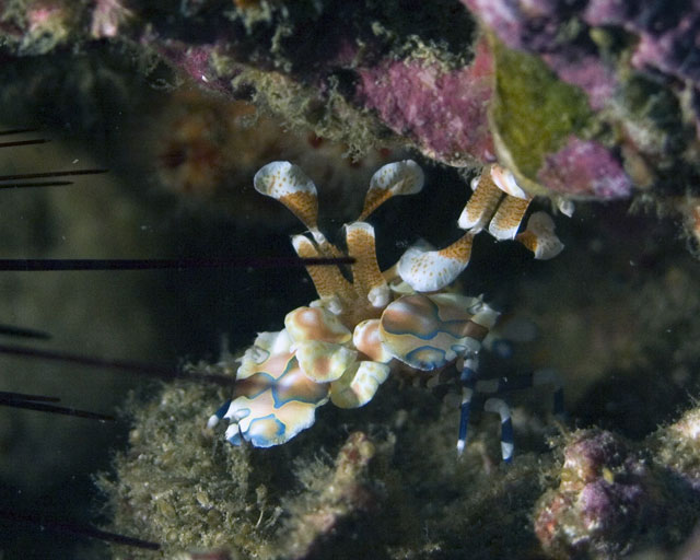 Harlequin-Shrimp