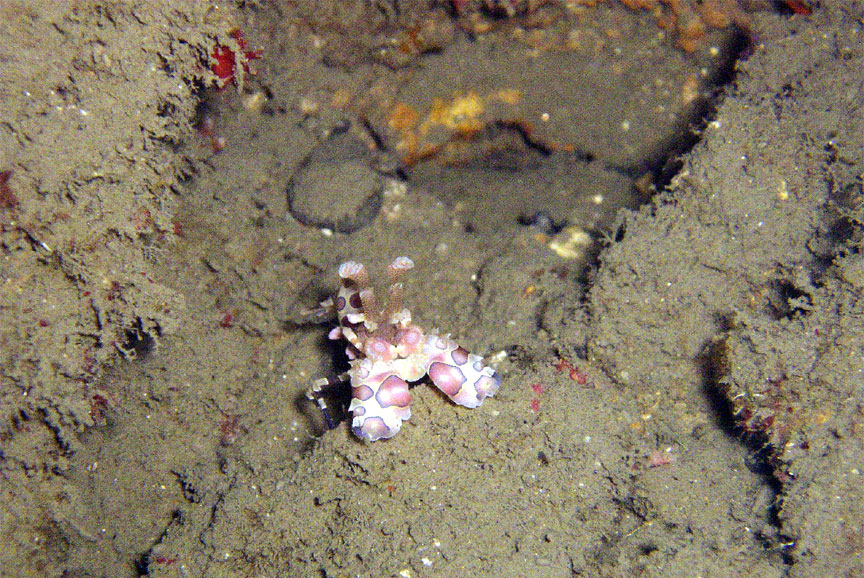 Harlequin Shrimp