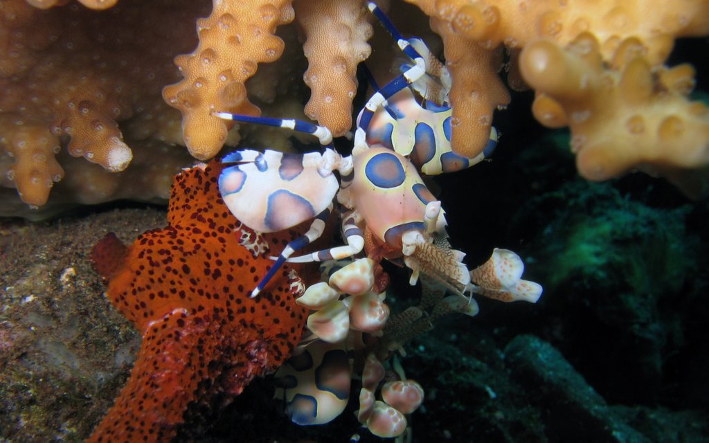 Harlequin Shrimps