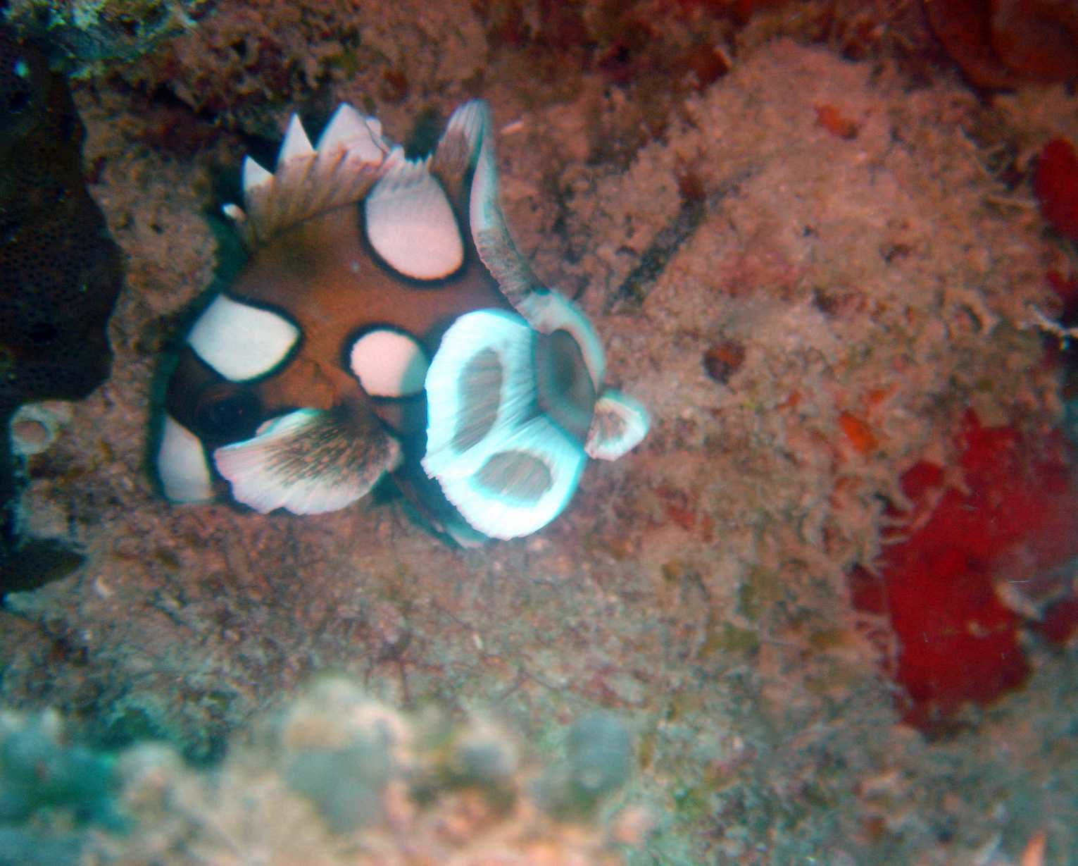 Harlequin Sweetlips @ Old House Reef, Mabul