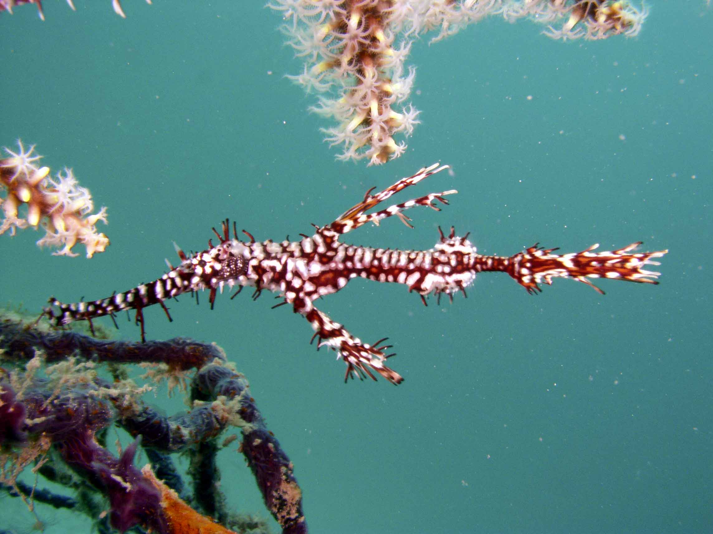 Harlequin_Ghost_Pipefish_1