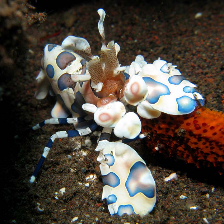 Harlequin_shrimp_22