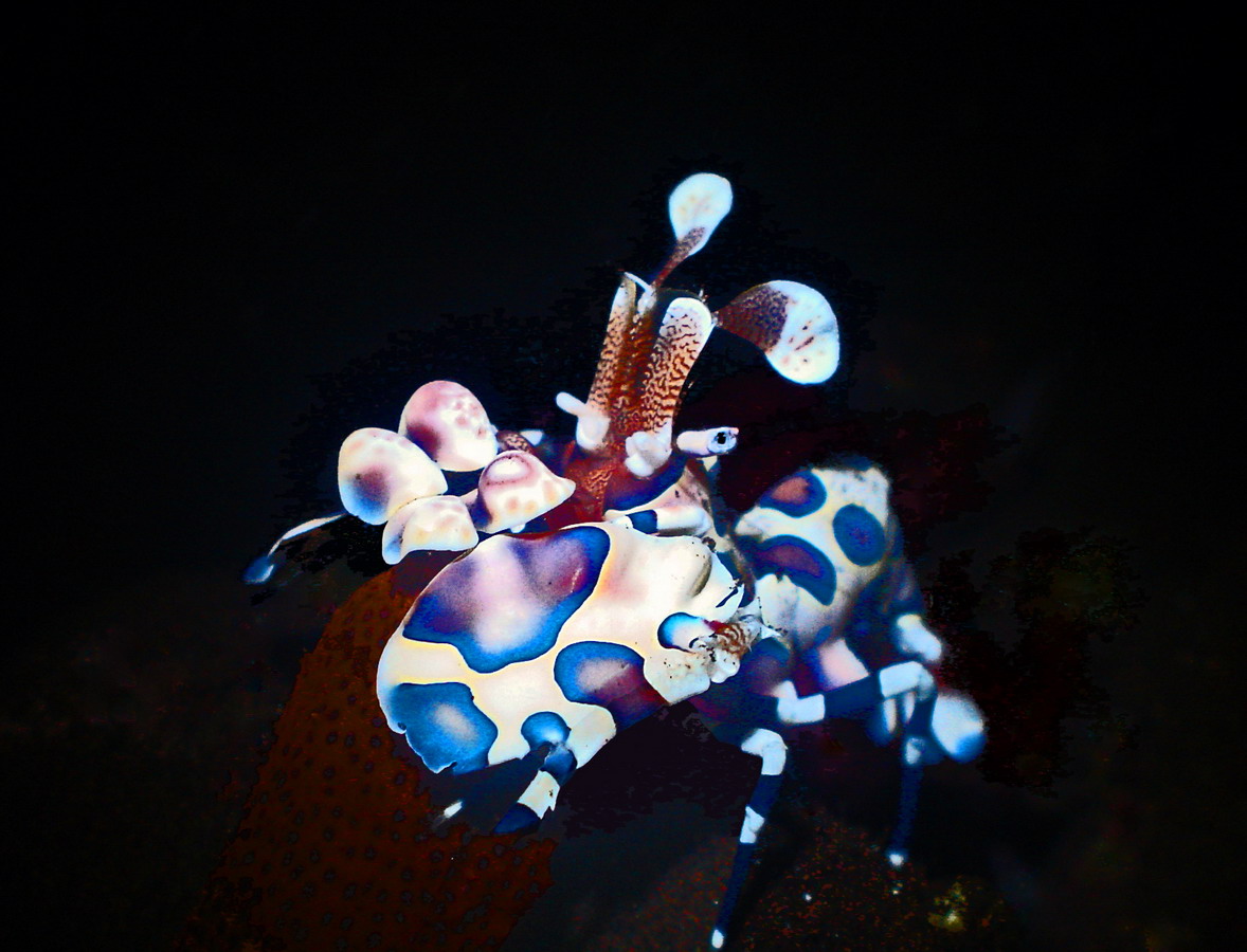 Harlequinn Shrimp