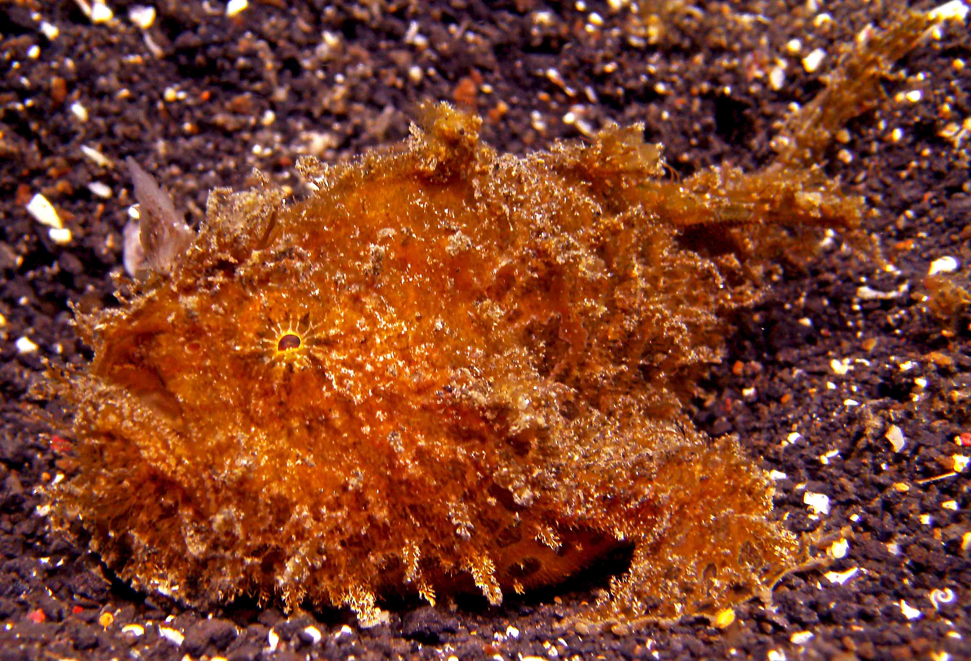 Harry Frog Fish At Lembeh