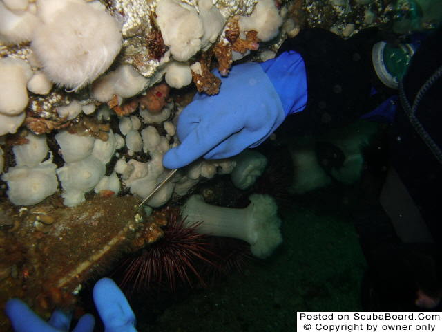 Harvesting Scallops