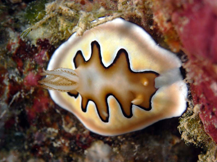 hastings nudi