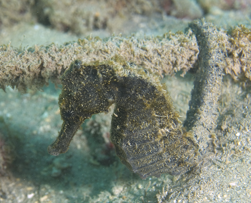 Hawaii Hanauma Bay shore dive