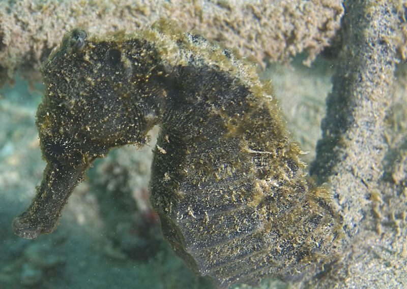 Hawaii Hanauma Bay shore dive