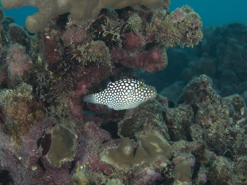 Hawaii Hanauma Bay shore dive