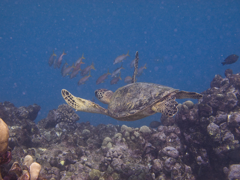 Hawaii Hanauma Bay shore dive