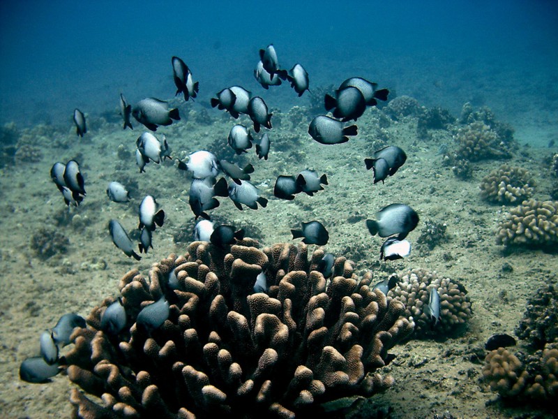 Hawaiian Dascyllus Coral Bouquet