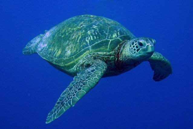 Hawaiian Green Sea Turtle -- YO 257