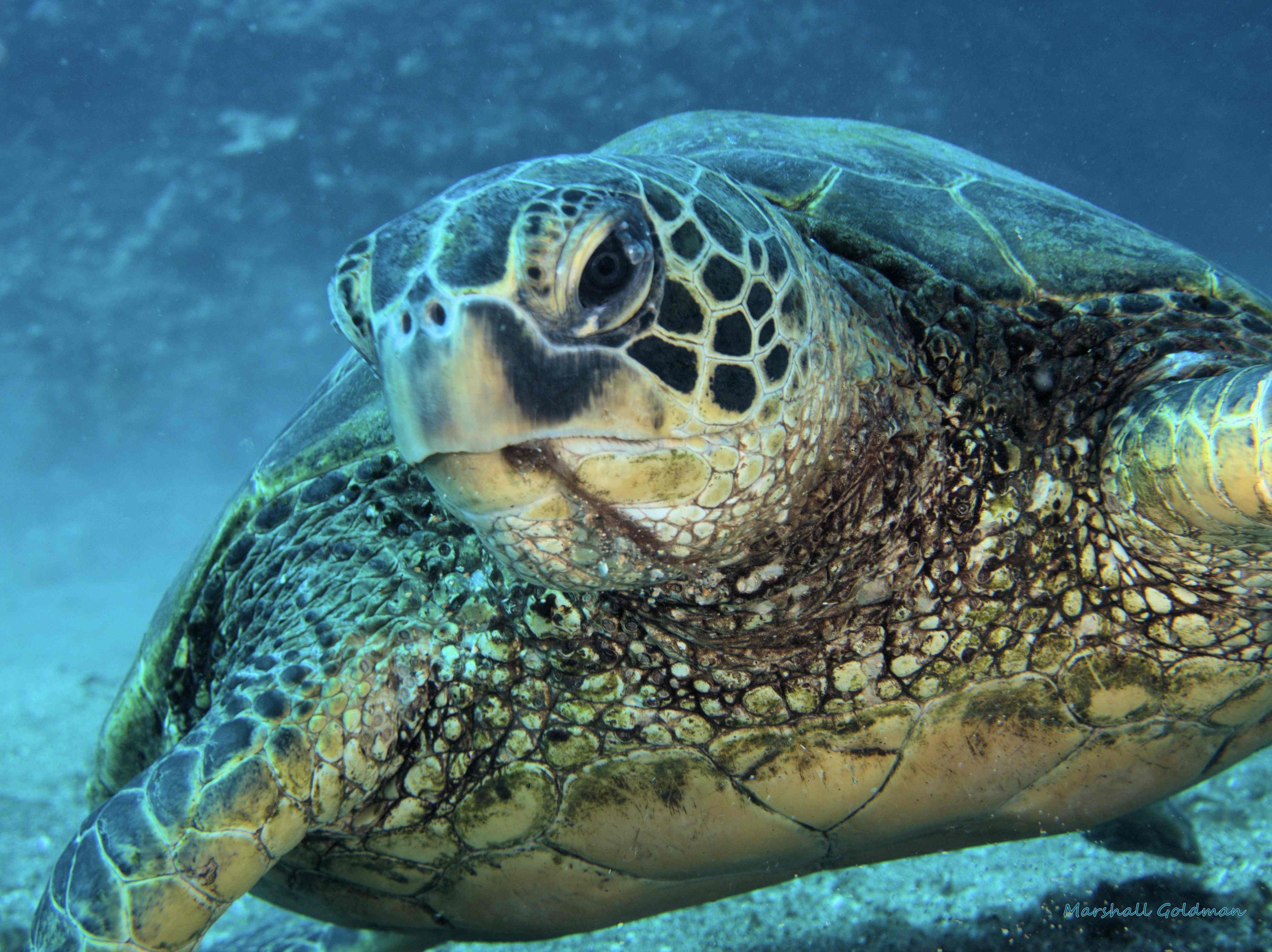 Hawaiian Green Turtle