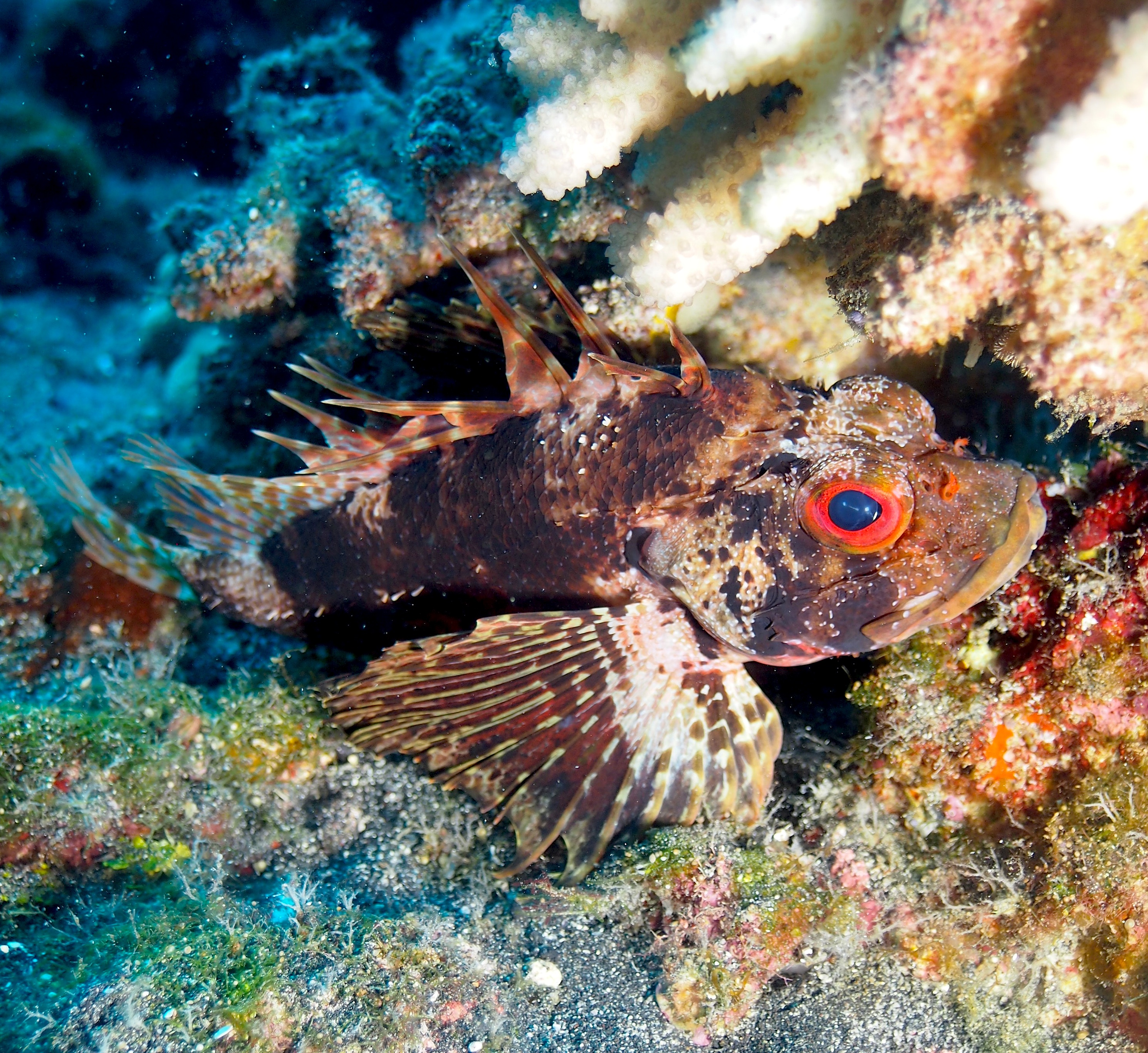 Hawaiian Lionfish