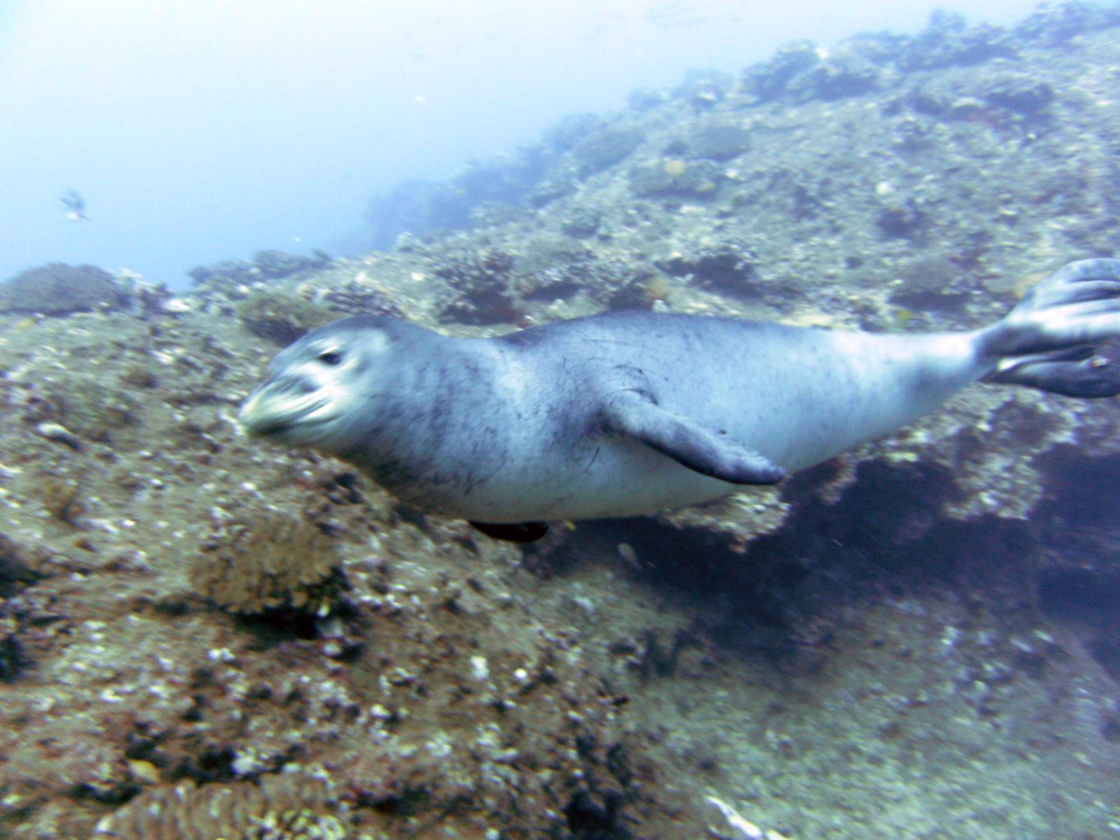 Hawaiian Monk Seal