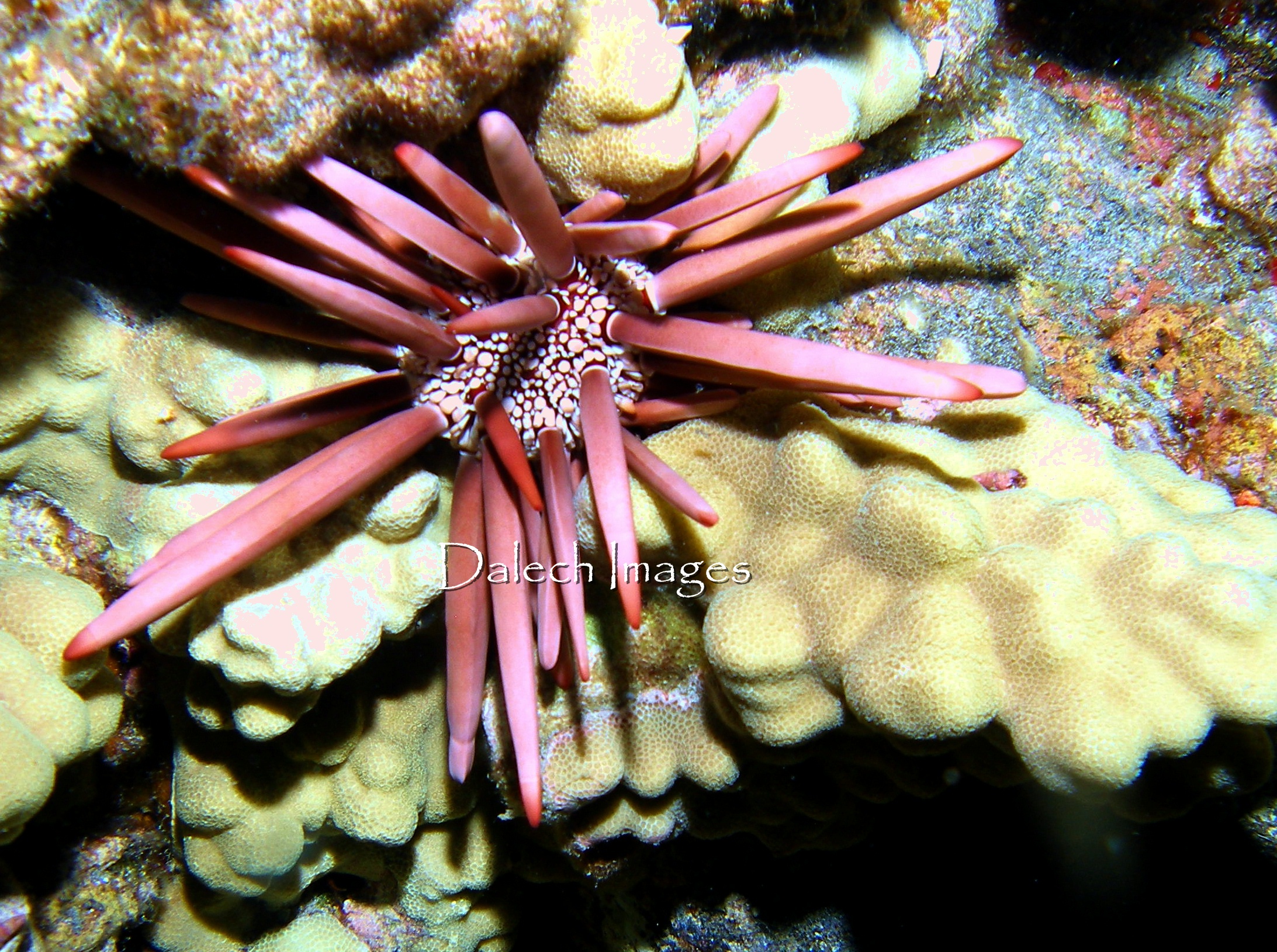 Hawaiian Pencil Urchin