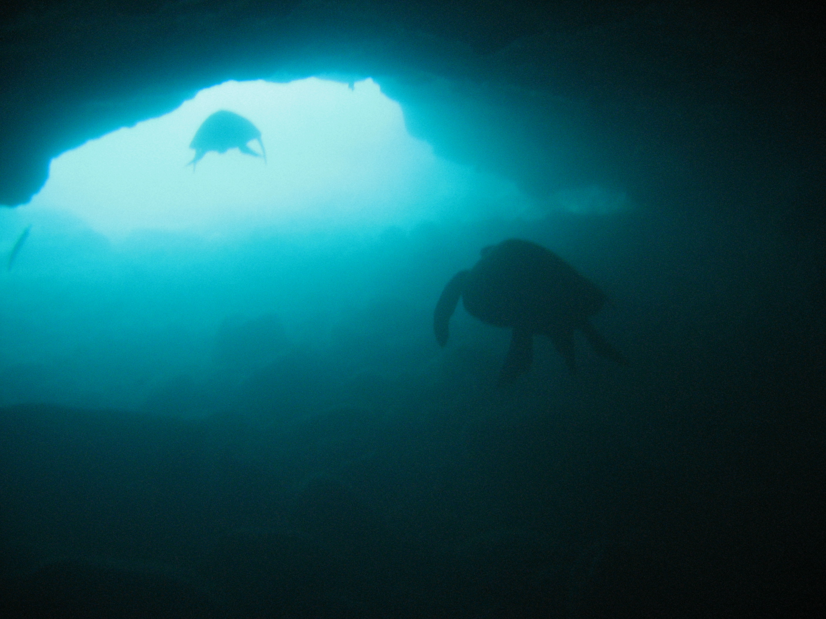 hawaiian sea turtles