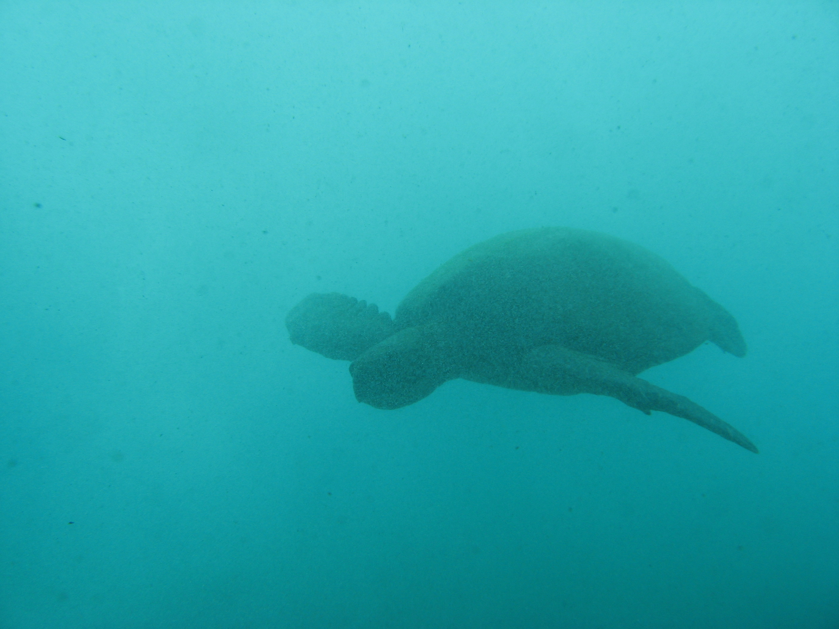 hawaiian sea turtles