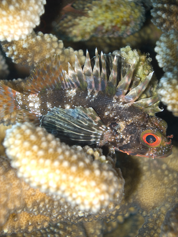 Hawaiian Turkey Fish