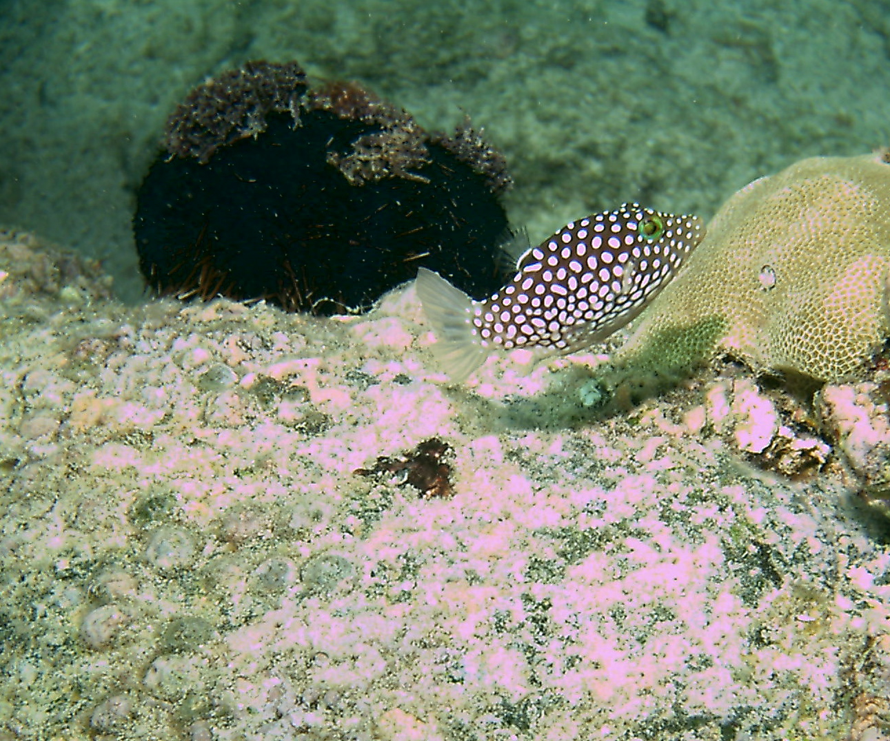 Hawaiian white spotted toby