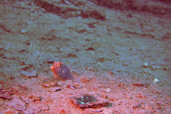 Hawaiian Whitespotted Toby