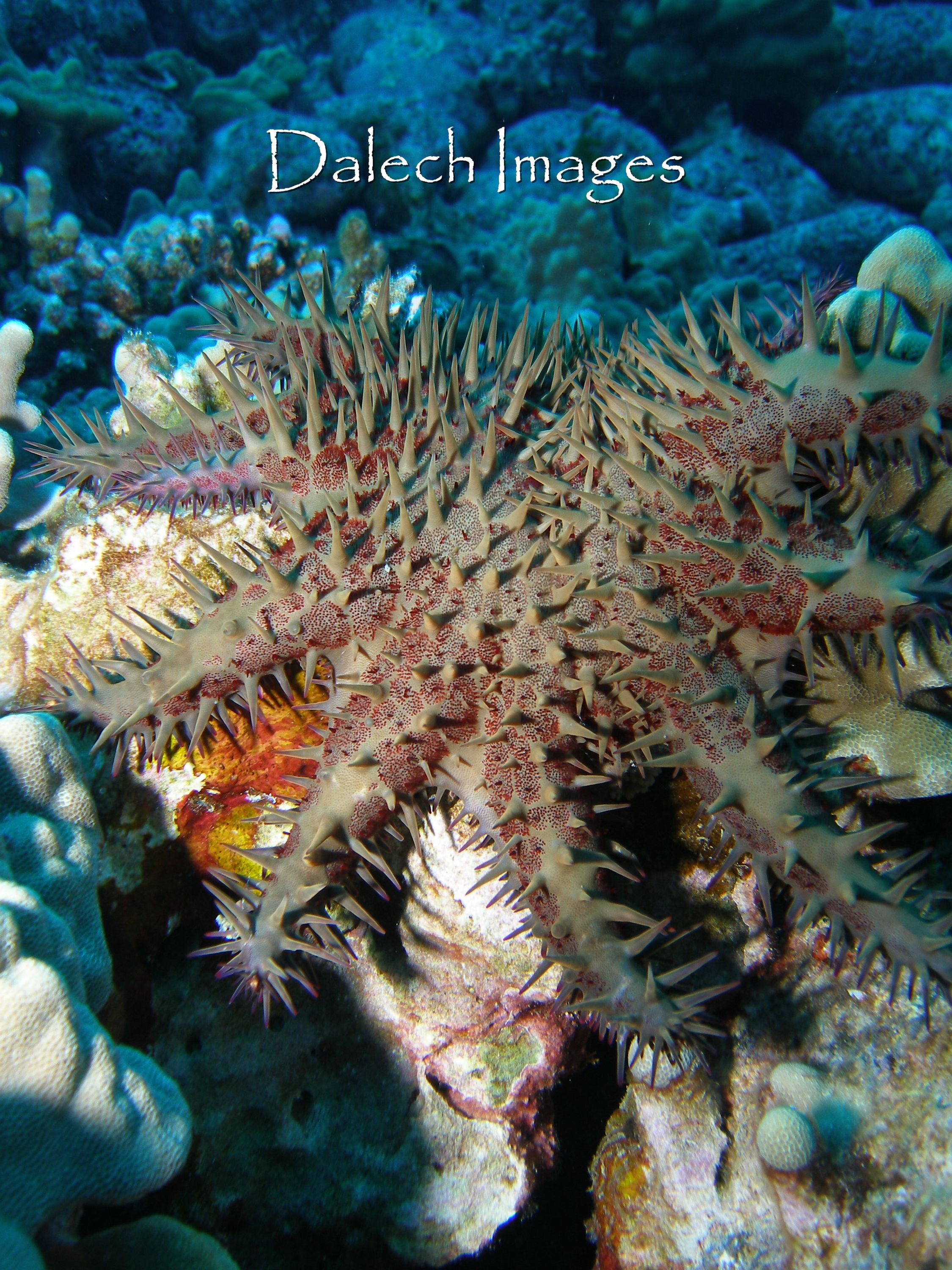 Hawaiin Crown of Thorns Starfish