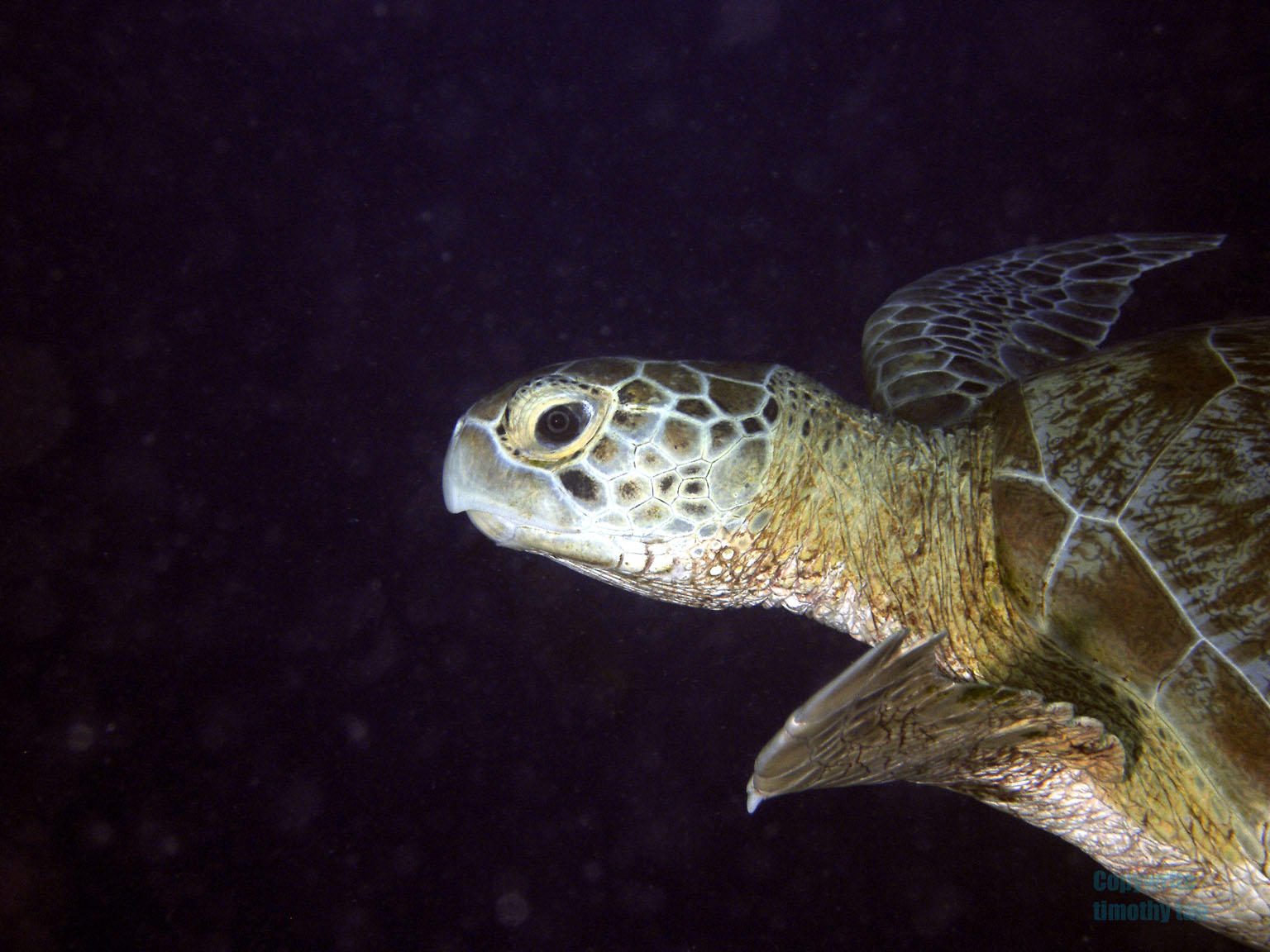 Hawkbill_Turtle3