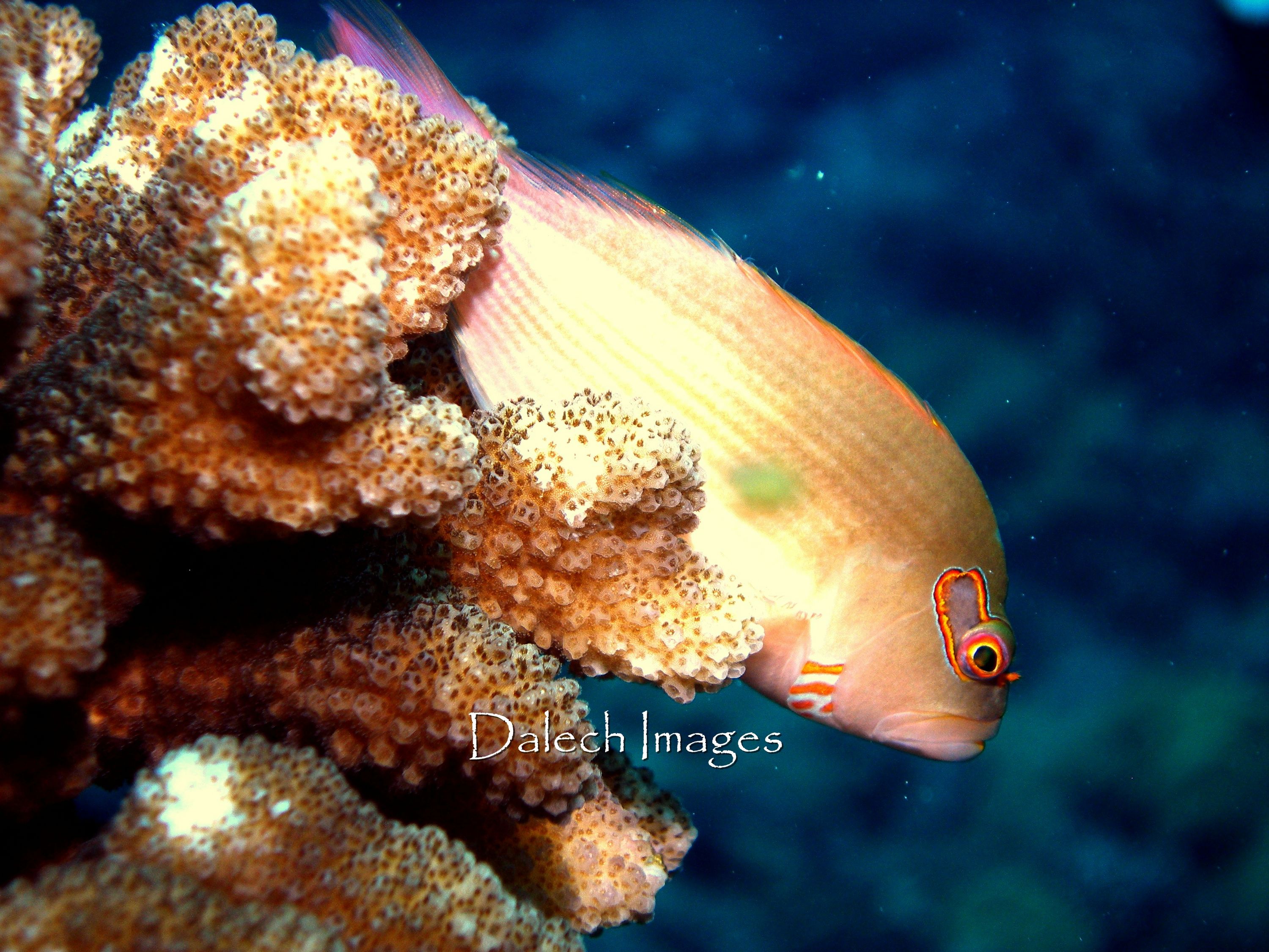 Hawkfish Close Up