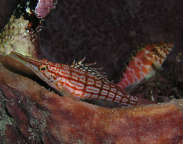 Hawkfish Cousins